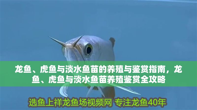 龍魚、虎魚與淡水魚苗的養(yǎng)殖與鑒賞指南，龍魚、虎魚與淡水魚苗養(yǎng)殖鑒賞全攻略