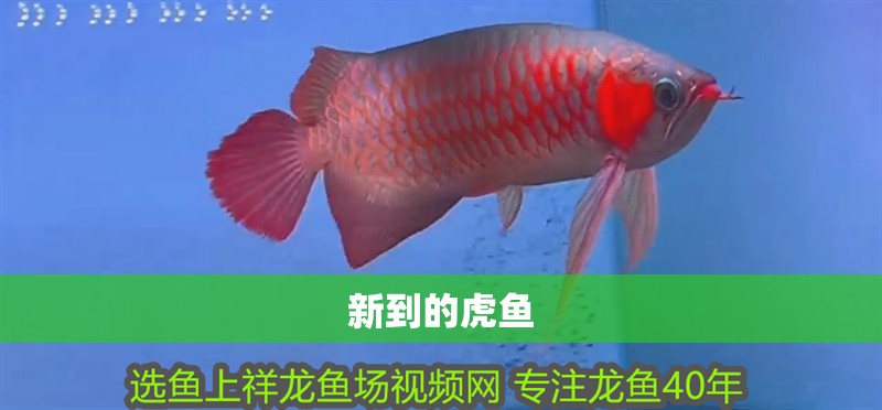 新到的虎魚