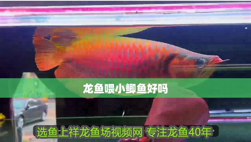 龍魚喂小鯽魚好嗎