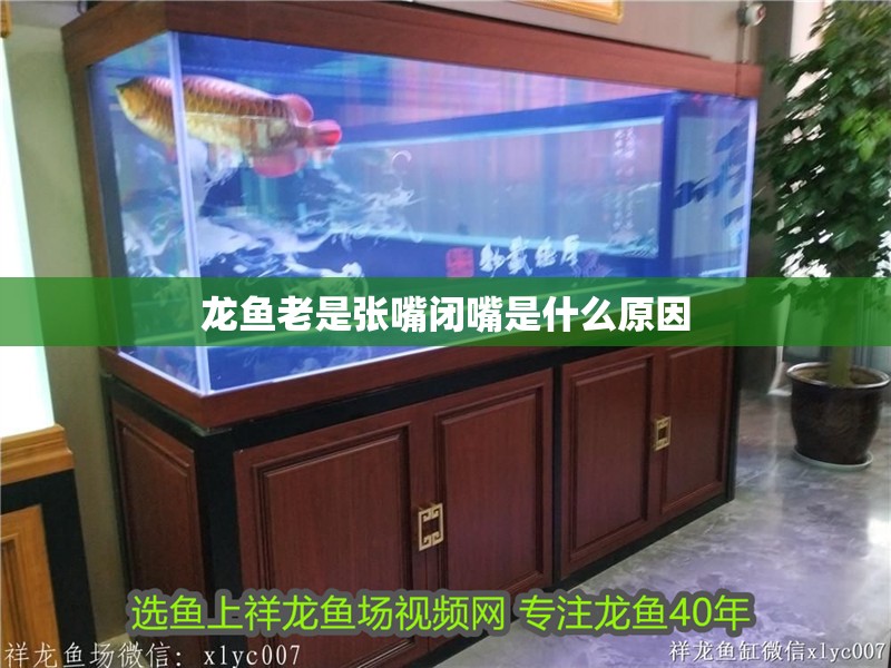龍魚老是張嘴閉嘴是什么原因