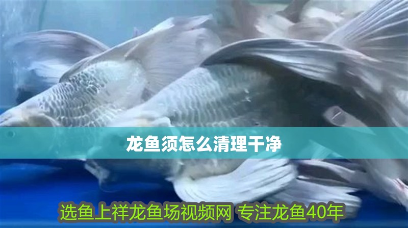 龍魚須怎么清理干凈