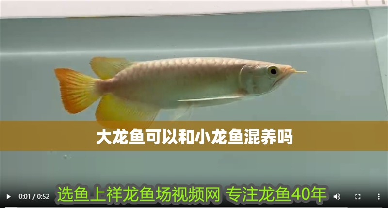 大龍魚可以和小龍魚混養嗎