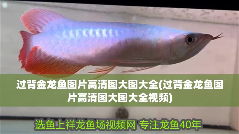 過背金龍魚圖片高清圖大圖大全(過背金龍魚圖片高清圖大圖大全視頻)