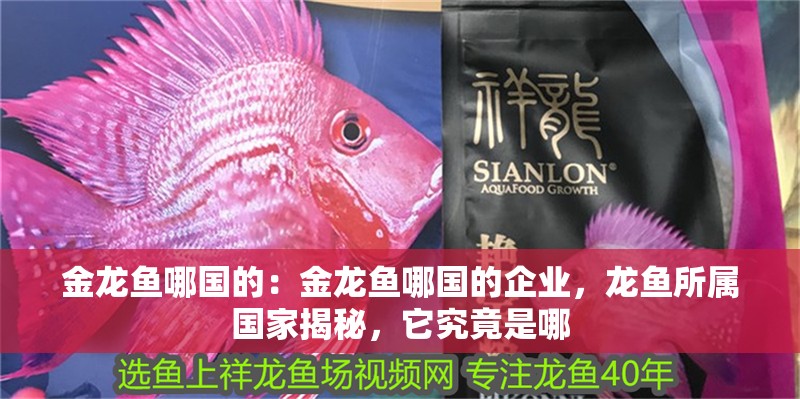 金龍魚哪國的：金龍魚哪國的企業(yè)，龍魚所屬國家揭秘，它究竟是哪