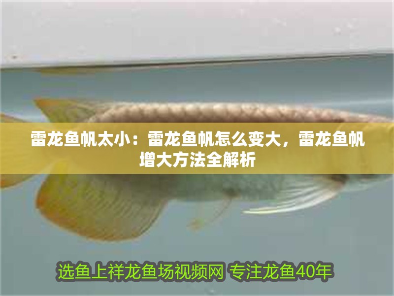 雷龍魚帆太?。豪堲~帆怎么變大，雷龍魚帆增大方法全解析