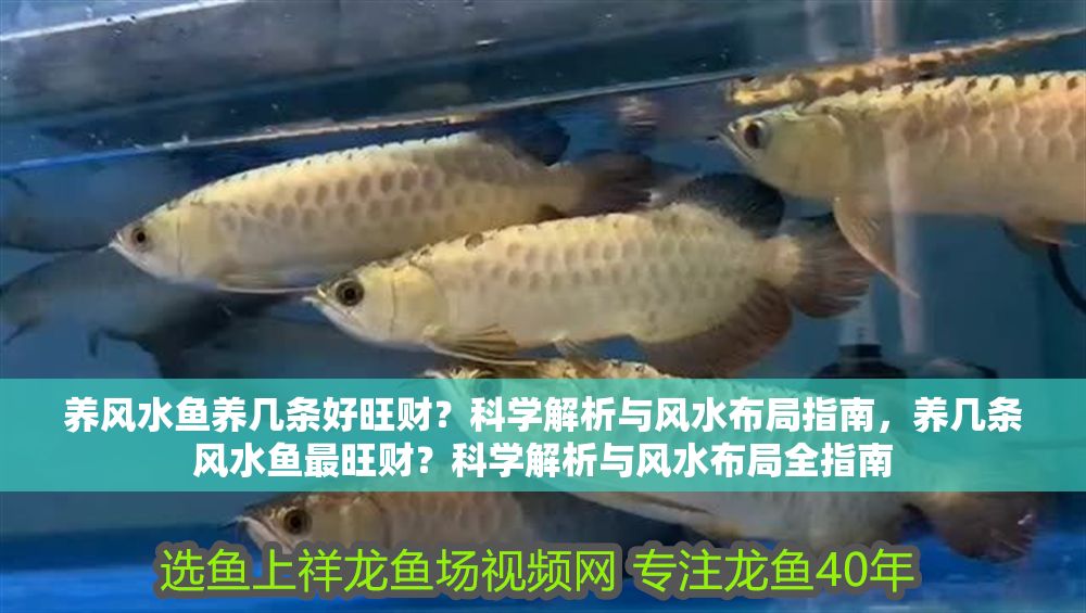 養(yǎng)風(fēng)水魚養(yǎng)幾條好旺財(cái)？科學(xué)解析與風(fēng)水布局指南，養(yǎng)幾條風(fēng)水魚最旺財(cái)？科學(xué)解析與風(fēng)水布局全指南