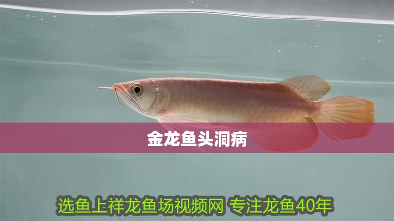 金龍魚頭洞病