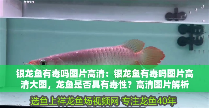 銀龍魚有毒嗎圖片高清：銀龍魚有毒嗎圖片高清大圖，龍魚是否具有毒性？高清圖片解析 銀龍魚有毒嗎圖片高清：銀龍魚有毒嗎圖片高清大圖，龍魚是否具有毒性？高清圖片解析 水族問答
