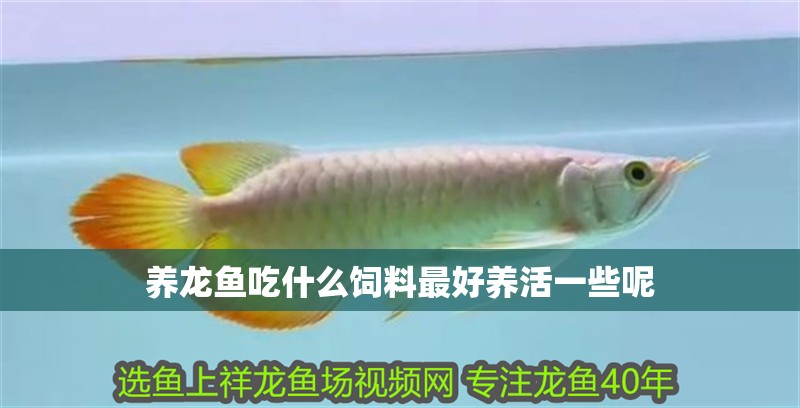 養龍魚吃什么飼料最好養活一些呢 龍魚百科 第4張 養龍魚吃什么飼料最好養活一些呢 養龍魚吃什么飼料最好養活一些呢 龍魚百科 第4張
