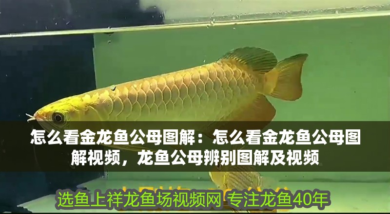 怎么看金龍魚公母圖解：怎么看金龍魚公母圖解視頻，龍魚公母辨別圖解及視頻