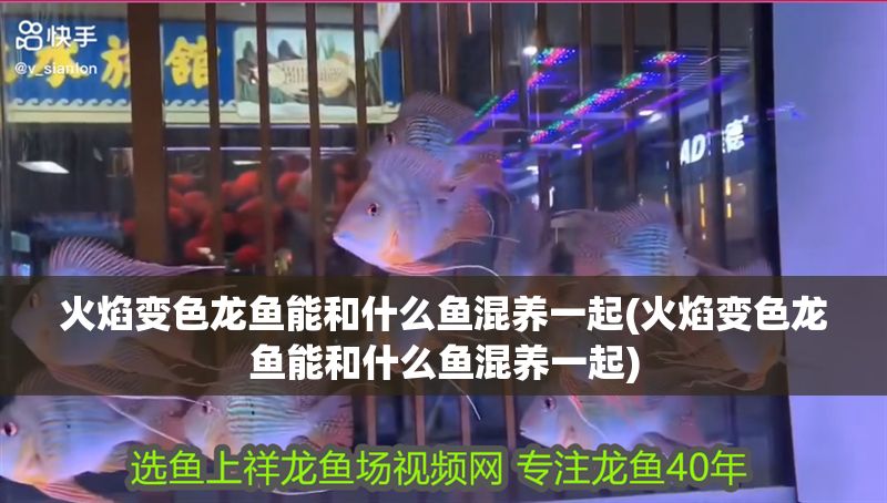 火焰變色龍魚能和什么魚混養一起(火焰變色龍魚能和什么魚混養一起)