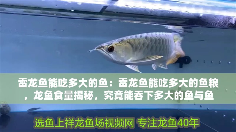 雷龍魚能吃多大的魚：雷龍魚能吃多大的魚糧，龍魚食量揭秘，究竟能吞下多大的魚與魚