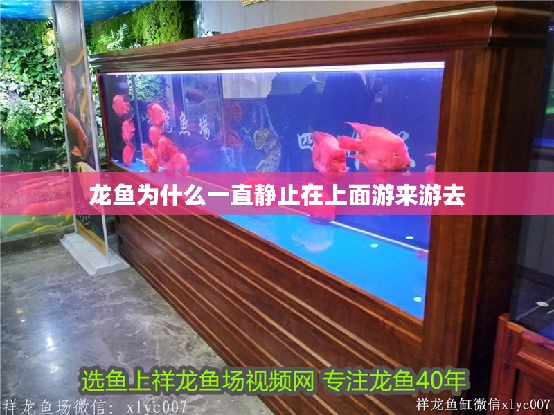 龍魚為什么一直靜止在上面游來游去