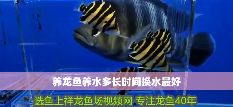 養(yǎng)龍魚養(yǎng)水多長(zhǎng)時(shí)間換水最好
