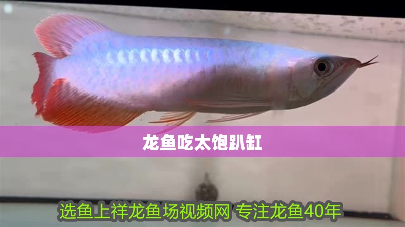 龍魚吃太飽趴缸