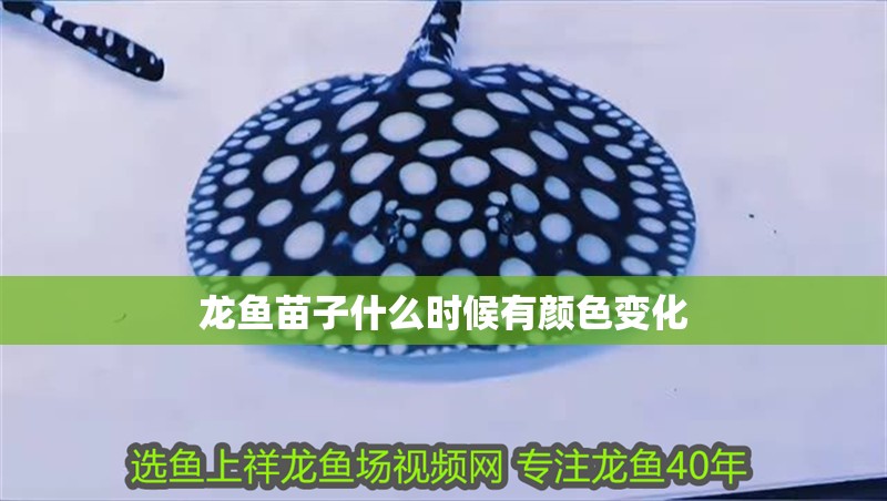 龍魚苗子什么時候有顏色變化