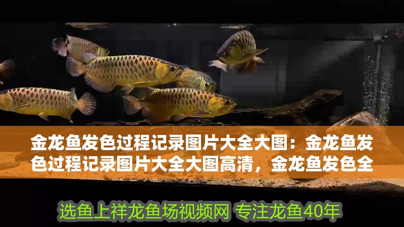 金龍魚發(fā)色過程記錄圖片大全大圖：金龍魚發(fā)色過程記錄圖片大全大圖高清，金龍魚發(fā)色全紀(jì)實(shí)，高清大圖完整記錄