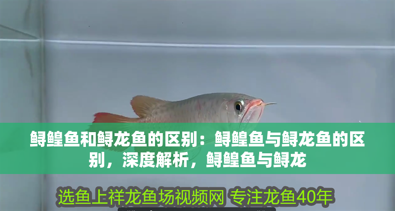 鱘鰉魚和鱘龍魚的區別：鱘鰉魚與鱘龍魚的區別，深度解析，鱘鰉魚與鱘龍