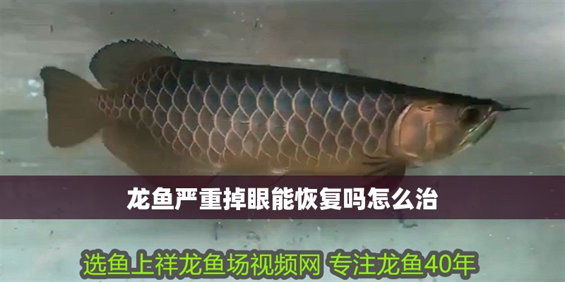 龍魚嚴(yán)重掉眼能恢復(fù)嗎怎么治