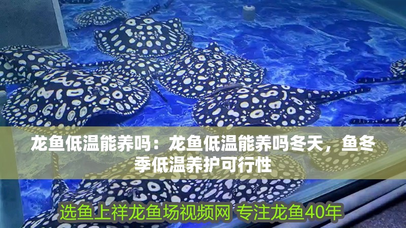 龍魚低溫能養嗎：龍魚低溫能養嗎冬天，魚冬季低溫養護可行性