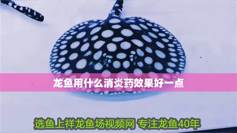 龍魚用什么消炎藥效果好一點