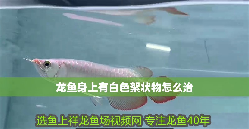 龍魚身上有白色絮狀物怎么治