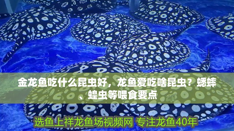 金龍魚吃什么昆蟲好，龍魚愛吃啥昆蟲？蟋蟀、蝗蟲等喂食要點(diǎn)