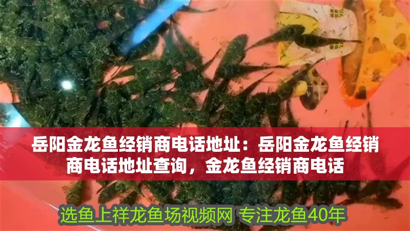 岳陽金龍魚經銷商電話地址：岳陽金龍魚經銷商電話地址查詢，金龍魚經銷商電話 岳陽金龍魚經銷商電話地址：岳陽金龍魚經銷商電話地址查詢，金龍魚經銷商電話 水族問答