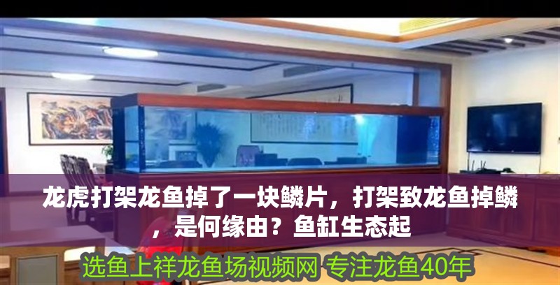 龍虎打架龍魚掉了一塊鱗片，打架致龍魚掉鱗，是何緣由？魚缸生態起