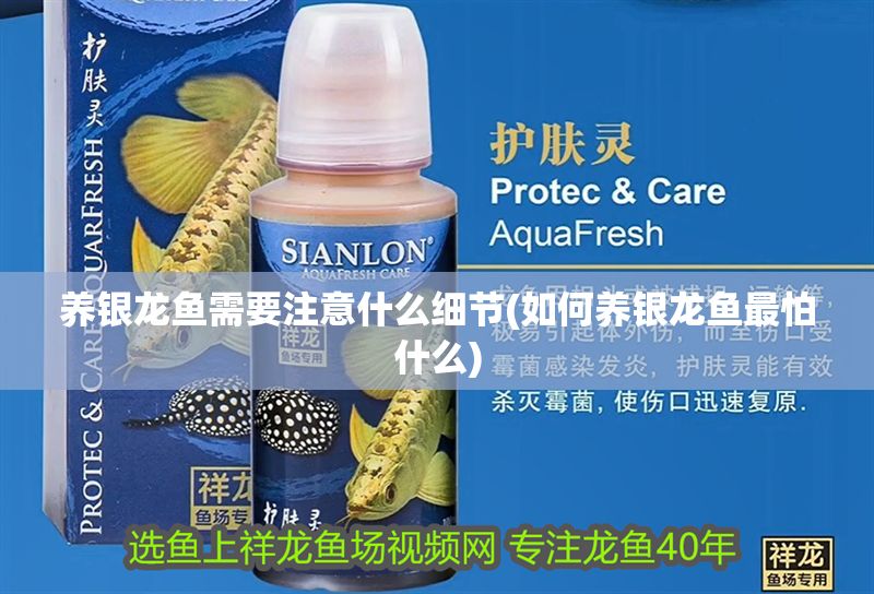 養(yǎng)銀龍魚需要注意什么細(xì)節(jié)(如何養(yǎng)銀龍魚最怕什么) 養(yǎng)銀龍魚需要注意什么細(xì)節(jié)(如何養(yǎng)銀龍魚最怕什么) 銀龍魚百科 第1張