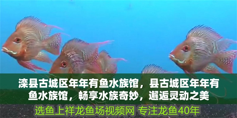 灤縣古城區(qū)年年有魚水族館，縣古城區(qū)年年有魚水族館，暢享水族奇妙，邂逅靈動之美
