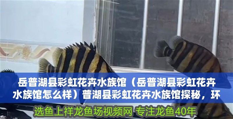 岳普湖縣彩虹花卉水族館（岳普湖縣彩虹花卉水族館怎么樣）普湖縣彩虹花卉水族館探秘，環(huán)境、特色