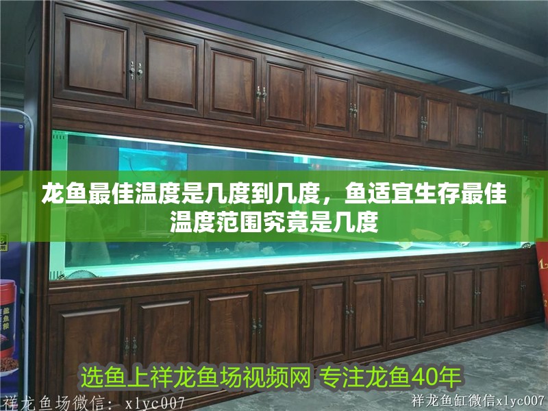 龍魚最佳溫度是幾度到幾度，魚適宜生存最佳溫度范圍究竟是幾度