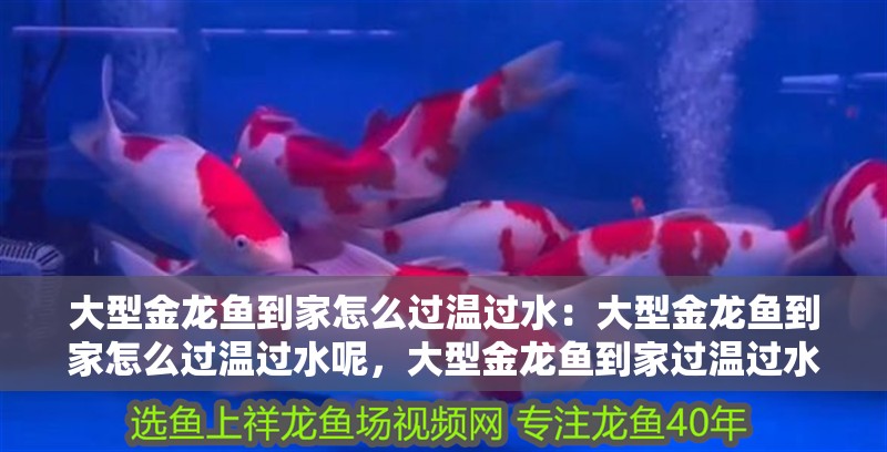 大型金龍魚到家怎么過溫過水：大型金龍魚到家怎么過溫過水呢，大型金龍魚到家過溫過水的正確方法及注意事項詳解