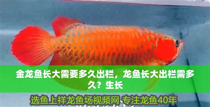 金龍魚長大需要多久出欄，龍魚長大出欄需多久？生長