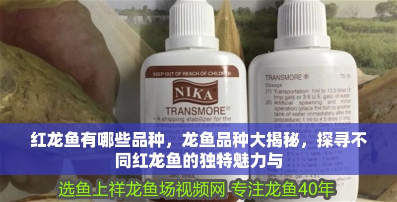 紅龍魚有哪些品種，龍魚品種大揭秘，探尋不同紅龍魚的獨特魅力與