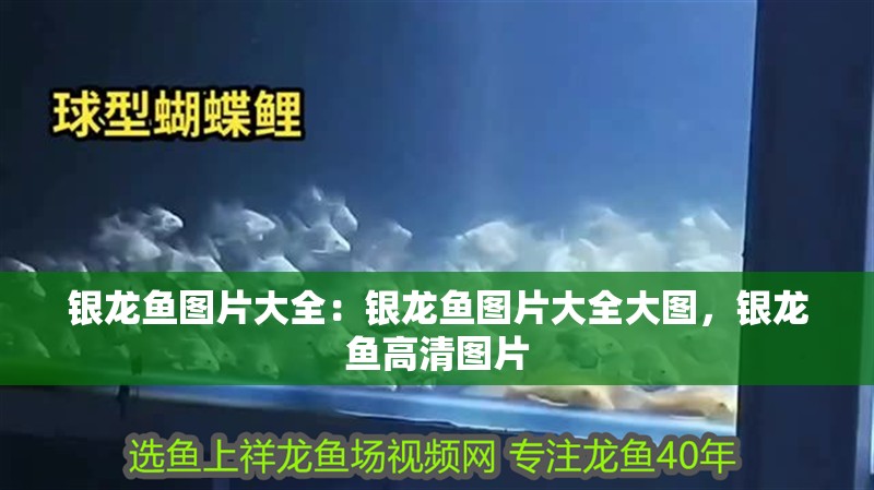 銀龍魚圖片大全：銀龍魚圖片大全大圖，銀龍魚高清圖片