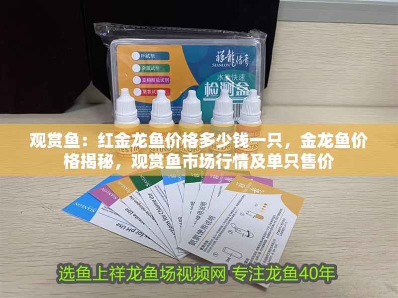 觀賞魚：紅金龍魚價格多少錢一只，金龍魚價格揭秘，觀賞魚市場行情及單只售價