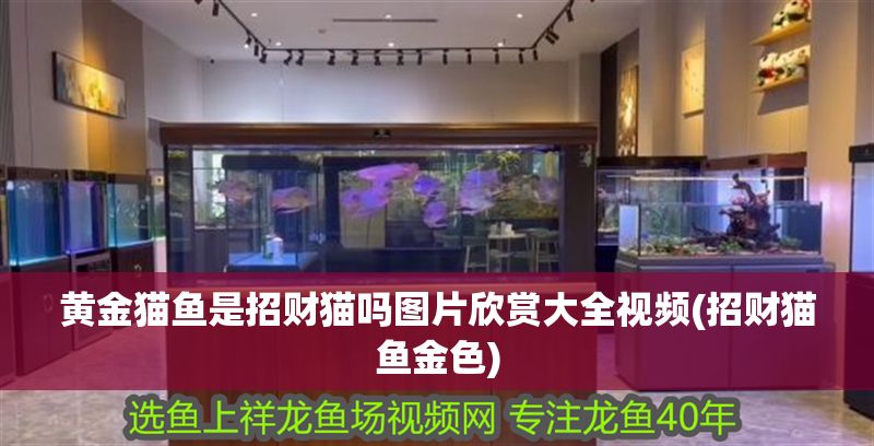 黃金貓魚是招財(cái)貓嗎圖片欣賞大全視頻(招財(cái)貓魚金色)