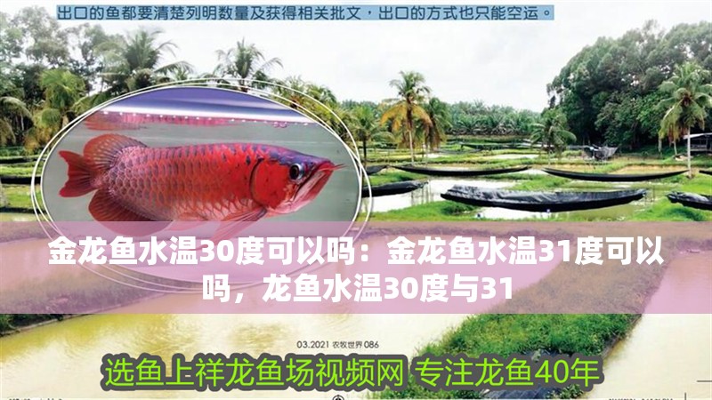 金龍魚水溫30度可以嗎：金龍魚水溫31度可以嗎，龍魚水溫30度與31