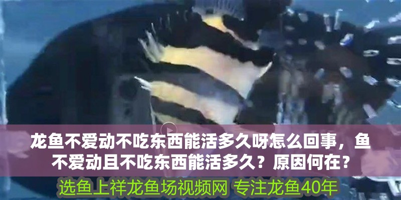 龍魚不愛動不吃東西能活多久呀怎么回事,魚不愛動且不吃東西能活多久?原因何在?