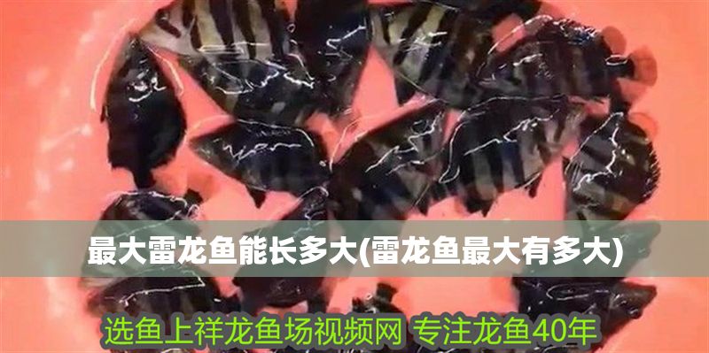 最大雷龍魚能長多大(雷龍魚最大有多大) 虎魚百科 第1張 最大雷龍魚能長多大(雷龍魚最大有多大) 最大雷龍魚能長多大(雷龍魚最大有多大) 虎魚百科 第1張