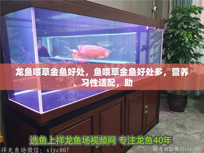 龍魚喂草金魚好處，魚喂草金魚好處多，營養(yǎng)、習(xí)性適配，助