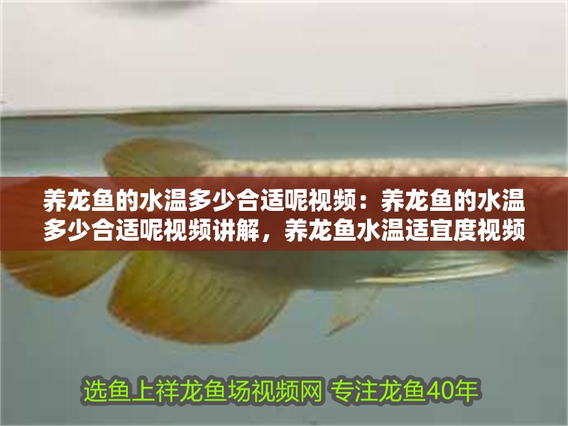 養(yǎng)龍魚的水溫多少合適呢視頻：養(yǎng)龍魚的水溫多少合適呢視頻講解，養(yǎng)龍魚水溫適宜度視頻講解