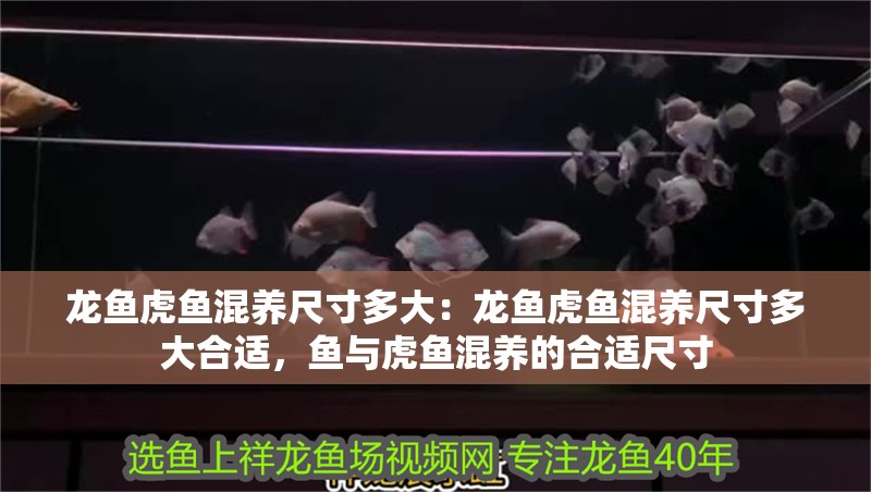 龍魚虎魚混養(yǎng)尺寸多大：龍魚虎魚混養(yǎng)尺寸多大合適，魚與虎魚混養(yǎng)的合適尺寸