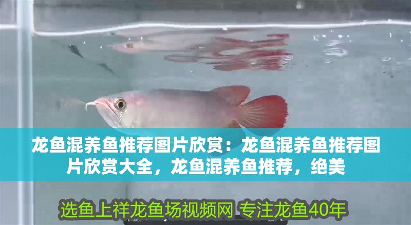 龍魚混養(yǎng)魚推薦圖片欣賞：龍魚混養(yǎng)魚推薦圖片欣賞大全，龍魚混養(yǎng)魚推薦，絕美