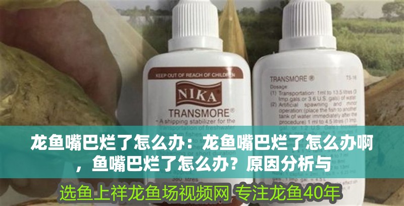 龍魚嘴巴爛了怎么辦：龍魚嘴巴爛了怎么辦啊，魚嘴巴爛了怎么辦？原因分析與