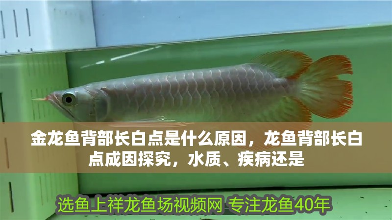 金龍魚背部長白點是什么原因，龍魚背部長白點成因探究，水質、疾病還是