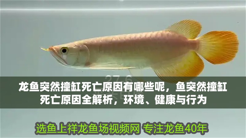 龍魚突然撞缸死亡原因有哪些呢，魚突然撞缸死亡原因全解析，環境、健康與行為 龍魚突然撞缸死亡原因有哪些呢，魚突然撞缸死亡原因全解析，環境、健康與行為 龍魚百科 第2張