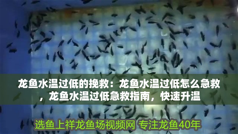 龍魚水溫過低的挽救：龍魚水溫過低怎么急救，龍魚水溫過低急救指南，快速升溫 龍魚水溫過低的挽救：龍魚水溫過低怎么急救，龍魚水溫過低急救指南，快速升溫 水族問答